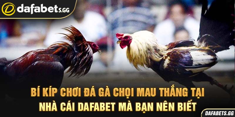 Bí kíp chơi đá gà chọi mau thắng tại nhà cái Dafabet mà bạn nên biết