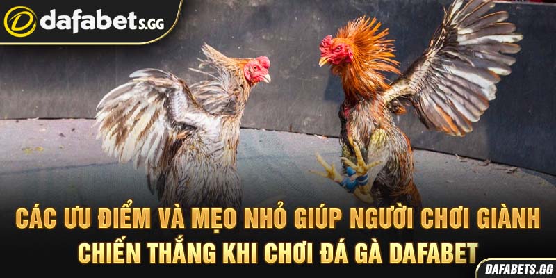 Các ưu điểm và mẹo nhỏ giúp người chơi giành chiến thắng khi chơi đá gà Dafabet