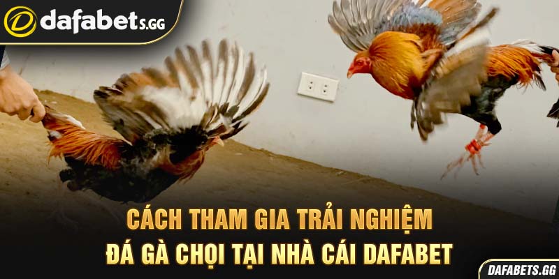 Cách tham gia trải nghiệm đá gà chọi tại nhà cái Dafabet