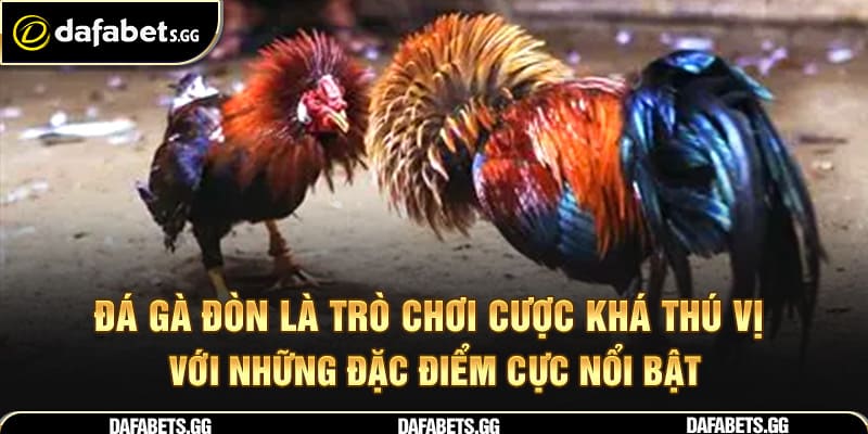 Đá gà đòn là trò chơi cược khá thú vị với những đặc điểm cực nổi bật