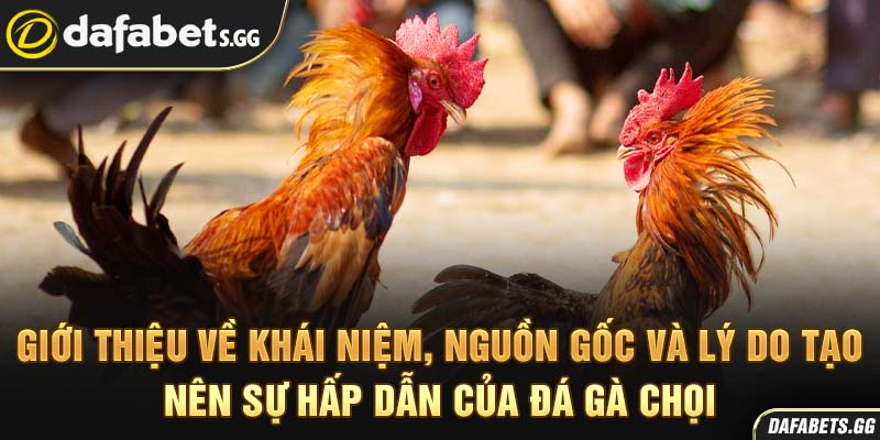 Giới thiệu về khái niệm, nguồn gốc và lý do tạo nên sự hấp dẫn của đá gà chọi