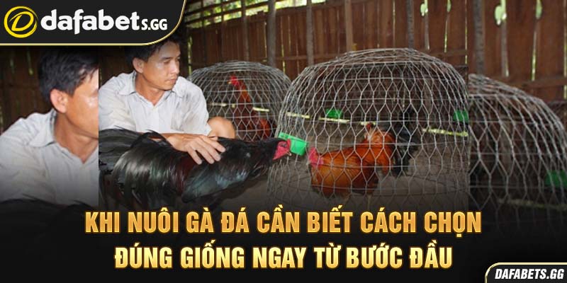 Khi nuôi gà đá cần biết cách chọn đúng giống ngay từ bước đầu