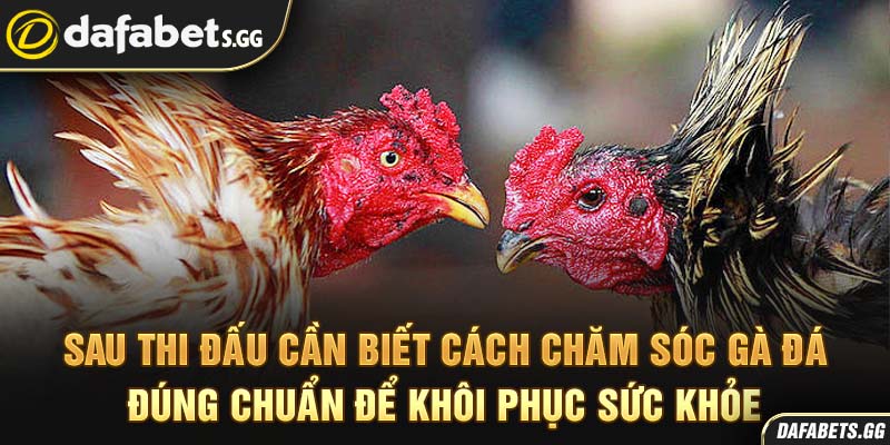 Sau thi đấu cần biết cách chăm sóc gà đá đúng chuẩn để khôi phục sức khỏe