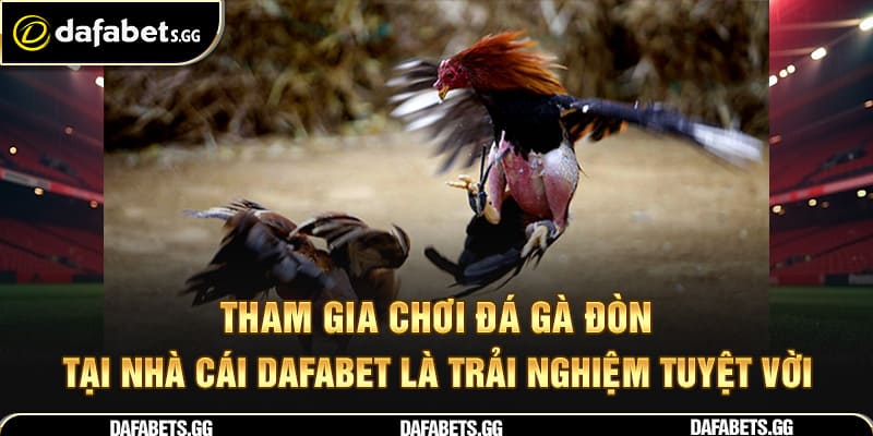 Tham gia chơi đá gà đòn tại nhà cái Dafabet là trải nghiệm tuyệt vời