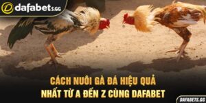 Cách Nuôi Gà Đá Hiệu Quả Nhất Từ A Đến Z Cùng Dafabet