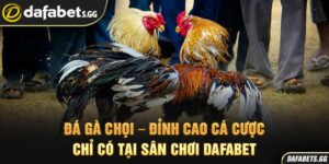Đá Gà Chọi – Đỉnh Cao Cá Cược Chỉ Có Tại Sân Chơi Dafabet